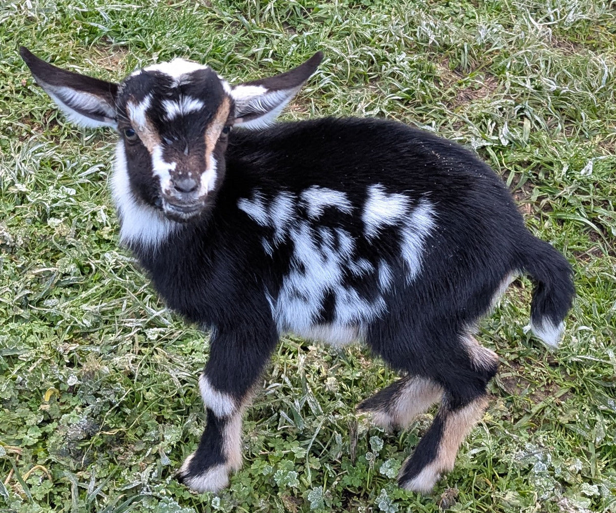 Goats