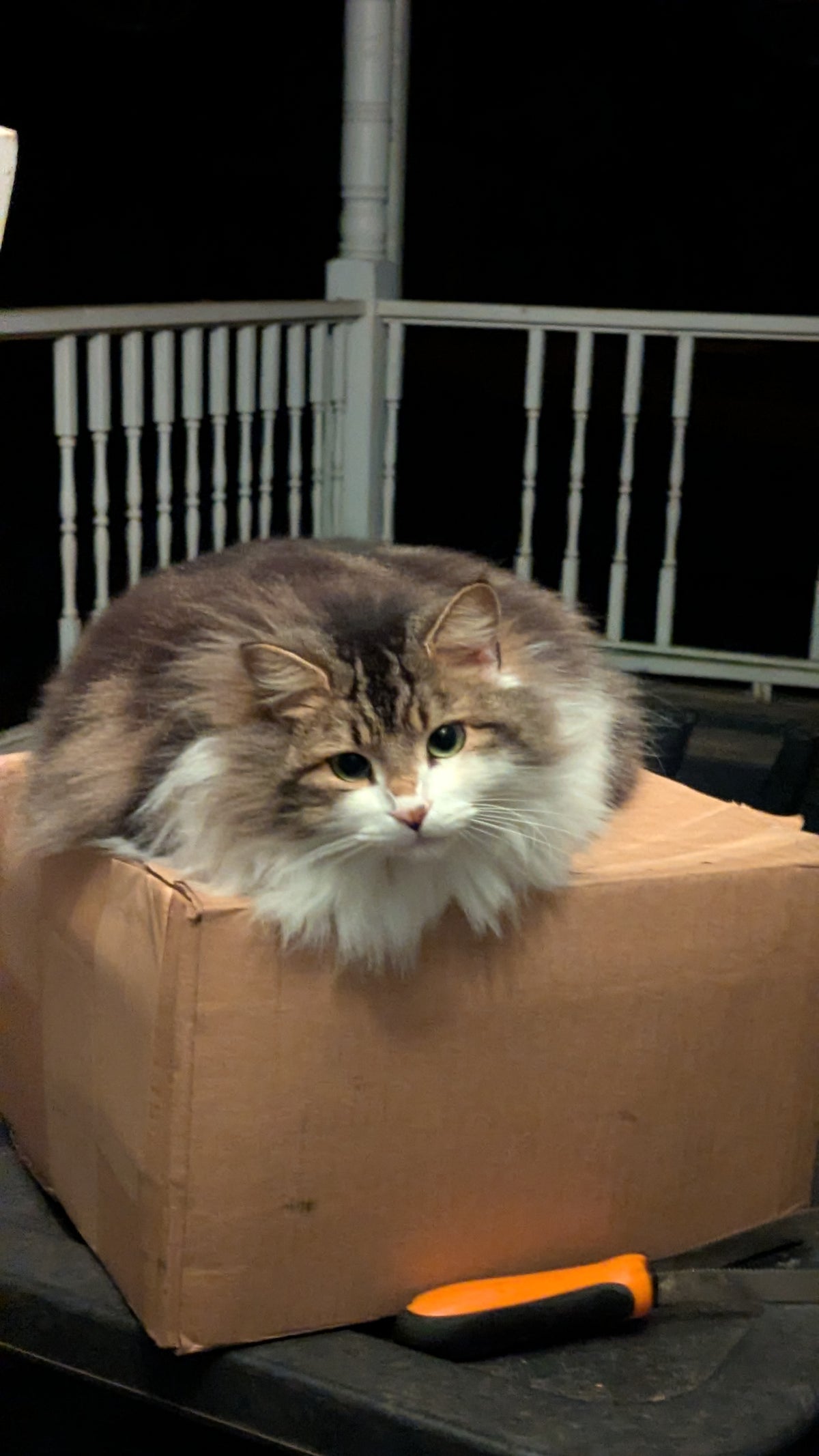 Cat Loaf Sticker