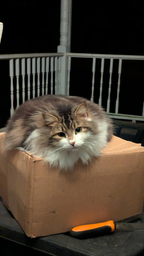 Cat Loaf Sticker